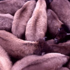 Bison that are destined for slaughter are temporarily crowded into a holding pen at a capture facility in Yellowstone National Park.