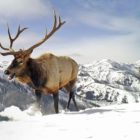 Elk migrate along a high mountain pass outside Cody, Wyo. (Travis Zaffarano/Wyoming Cooperative Fish and Wildlife Research Unit)