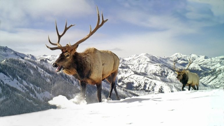 Elk migrate along a high mountain pass outside Cody, Wyo. (Travis Zaffarano/Wyoming Cooperative Fish and Wildlife Research Unit)