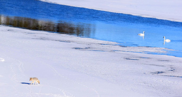 A coyote prowls alongside a group of swans near Fishing Bridge in Yellowstone National Park.