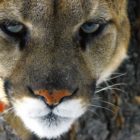 A cougar in Yellowstone.