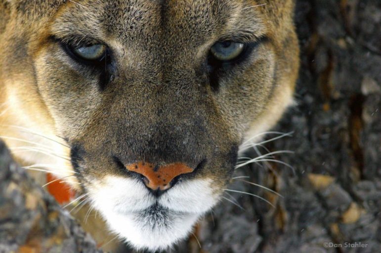 A cougar in Yellowstone.