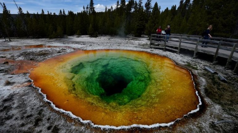 A rare thermophilic virus found in the hot waters of Yellowstone National Park may be behind strange animal behavior in the region.