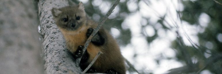 A marten near Yellowstone National Park attacked and killed a 125-pound dog after suffering a strange viral infection.