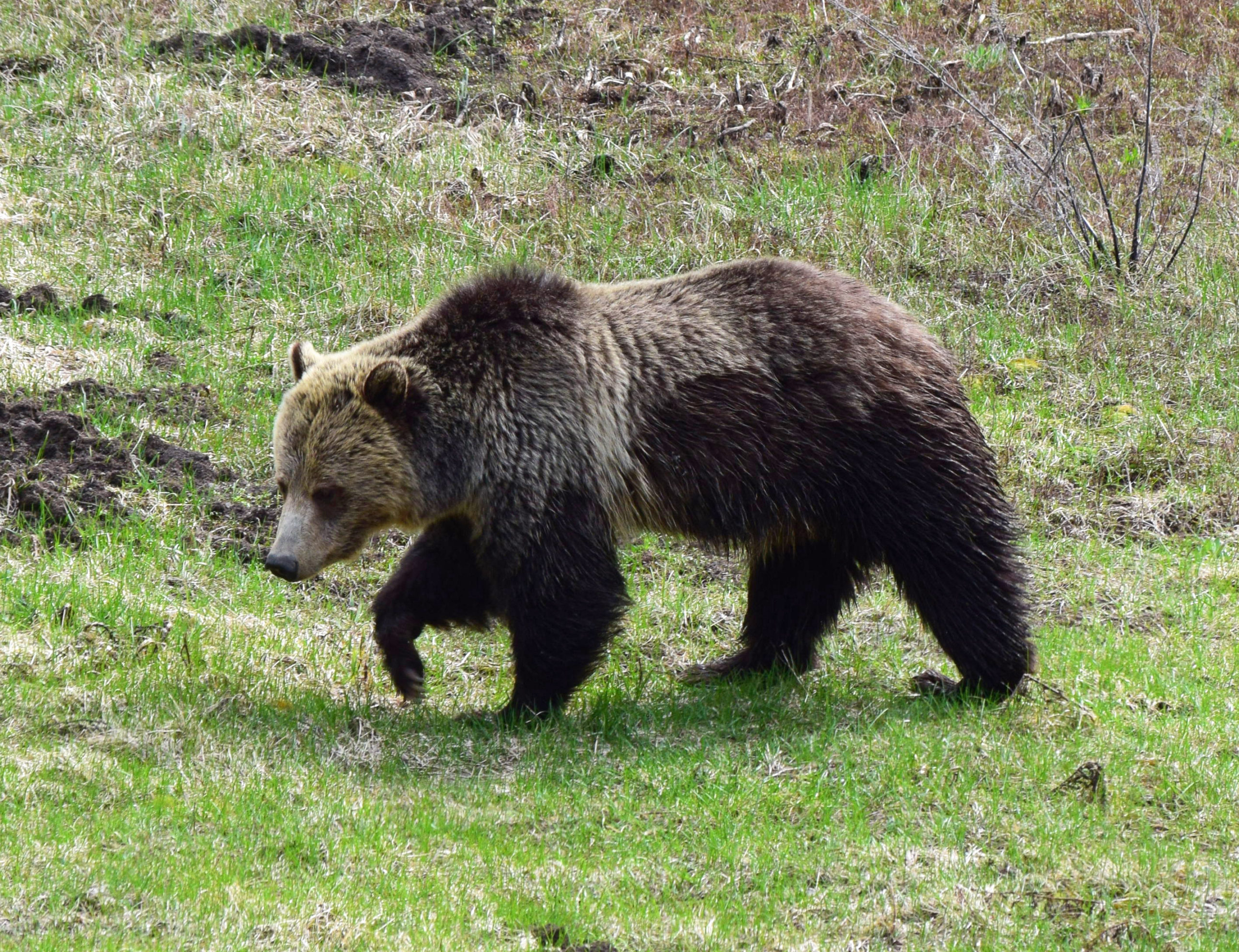 Shocking Yellowstone Revelation: Animals Leaving En Masse Before Potential Disaster - kr29o2o