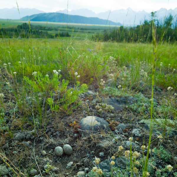Feds spend $100M for key parcel of Wyoming land inside Grand Teton